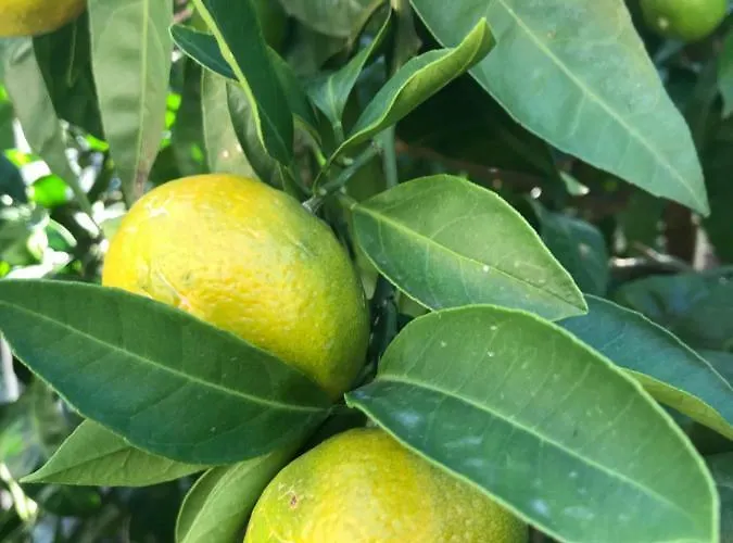 Апартаменти Gaja