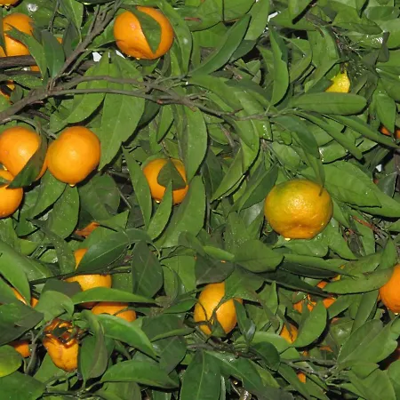 Gaja Апартаменти